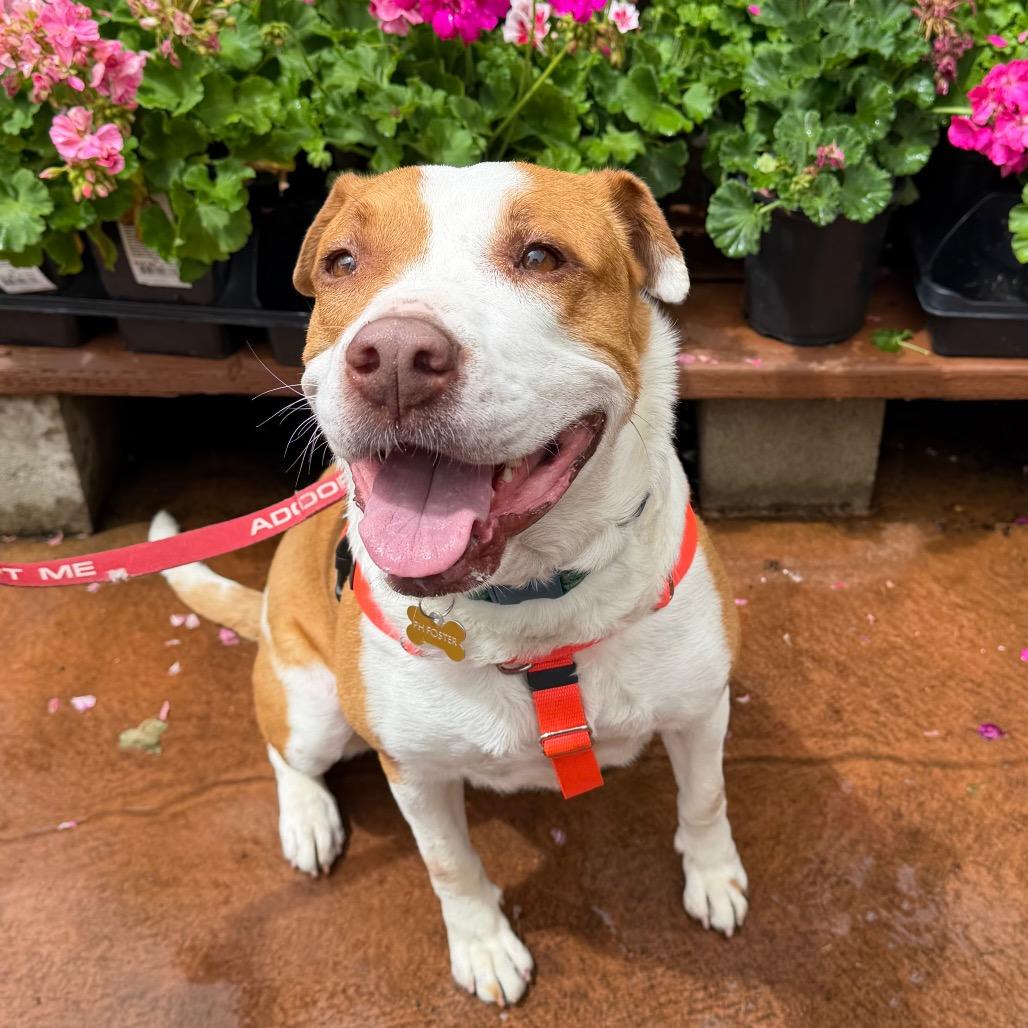Enlarge Girlypop, a Adoptable mixed breed in Pasadena, CA image 6/6