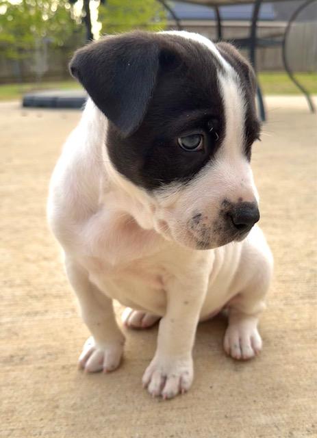 Enlarge Lottie, an adopted mixed breed in Cypress, TX image 4/6
