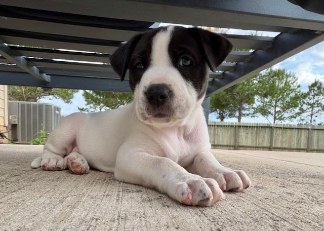 Lottie, adopted, Puppy Female Catahoula Leopard Dog & Pit Bull Terrier.
