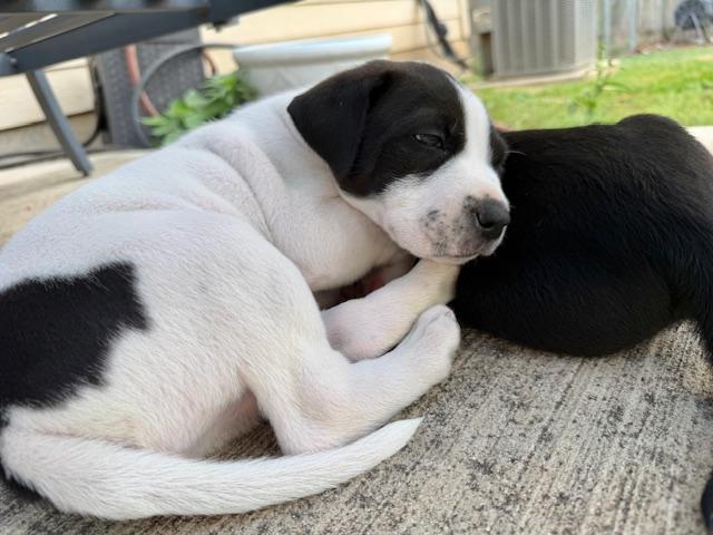 Enlarge Lottie, an adopted mixed breed in Cypress, TX image 3/6