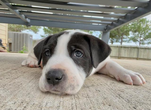 Enlarge Lottie, an adopted mixed breed in Cypress, TX image 2/6