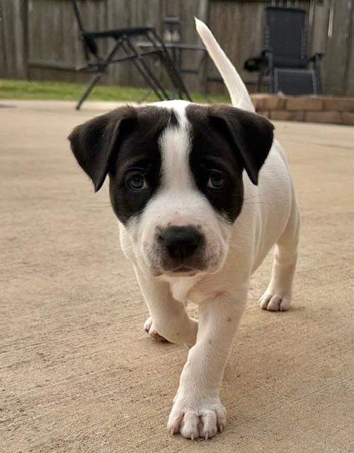 Enlarge Lottie, an adopted mixed breed in Cypress, TX image 5/6