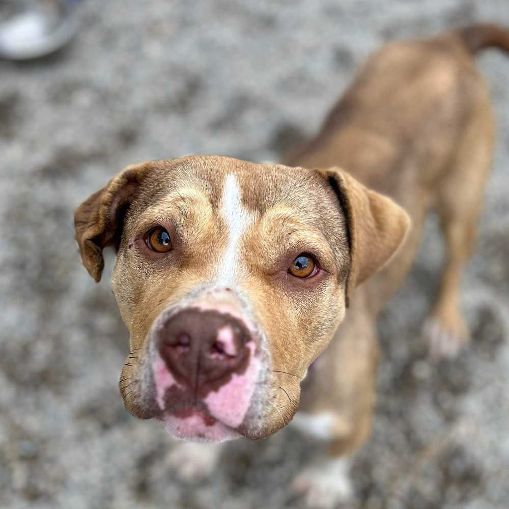 Enlarge Eclipse, a Adoptable mixed breed in Detroit, MI image 6/6