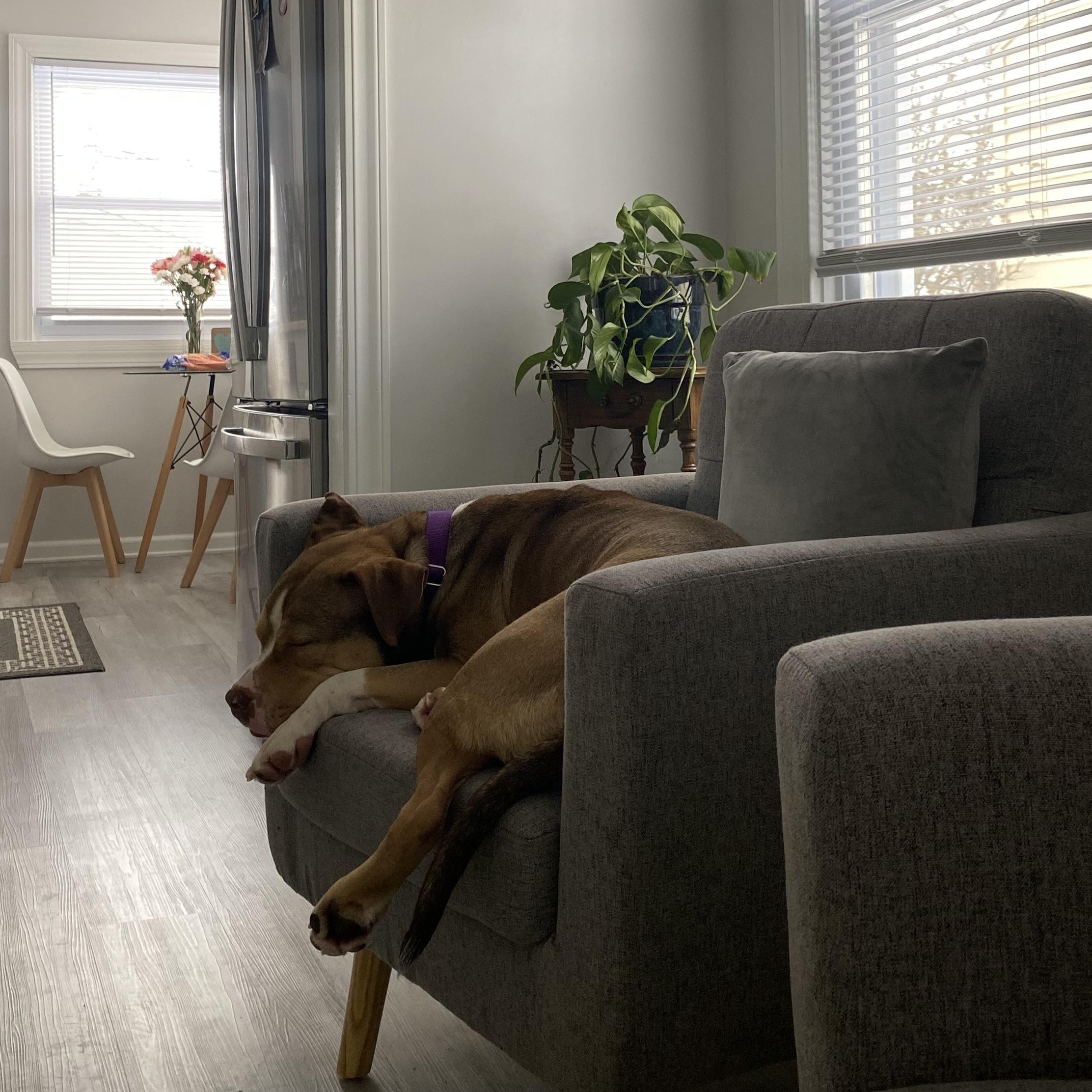 Enlarge Eclipse, a Adoptable mixed breed in Detroit, MI image 5/6