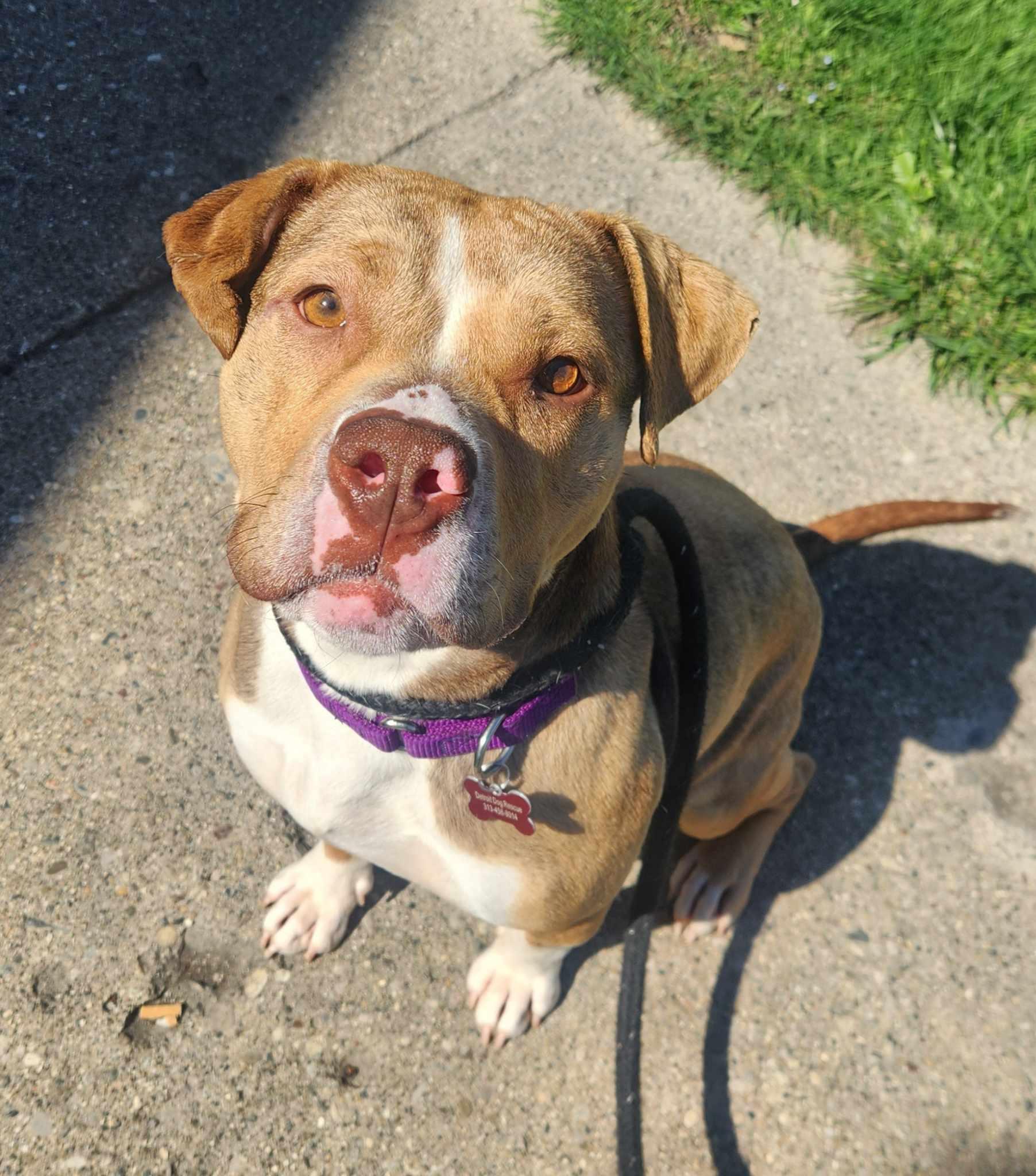 Enlarge Eclipse, a Adoptable mixed breed in Detroit, MI image 3/6