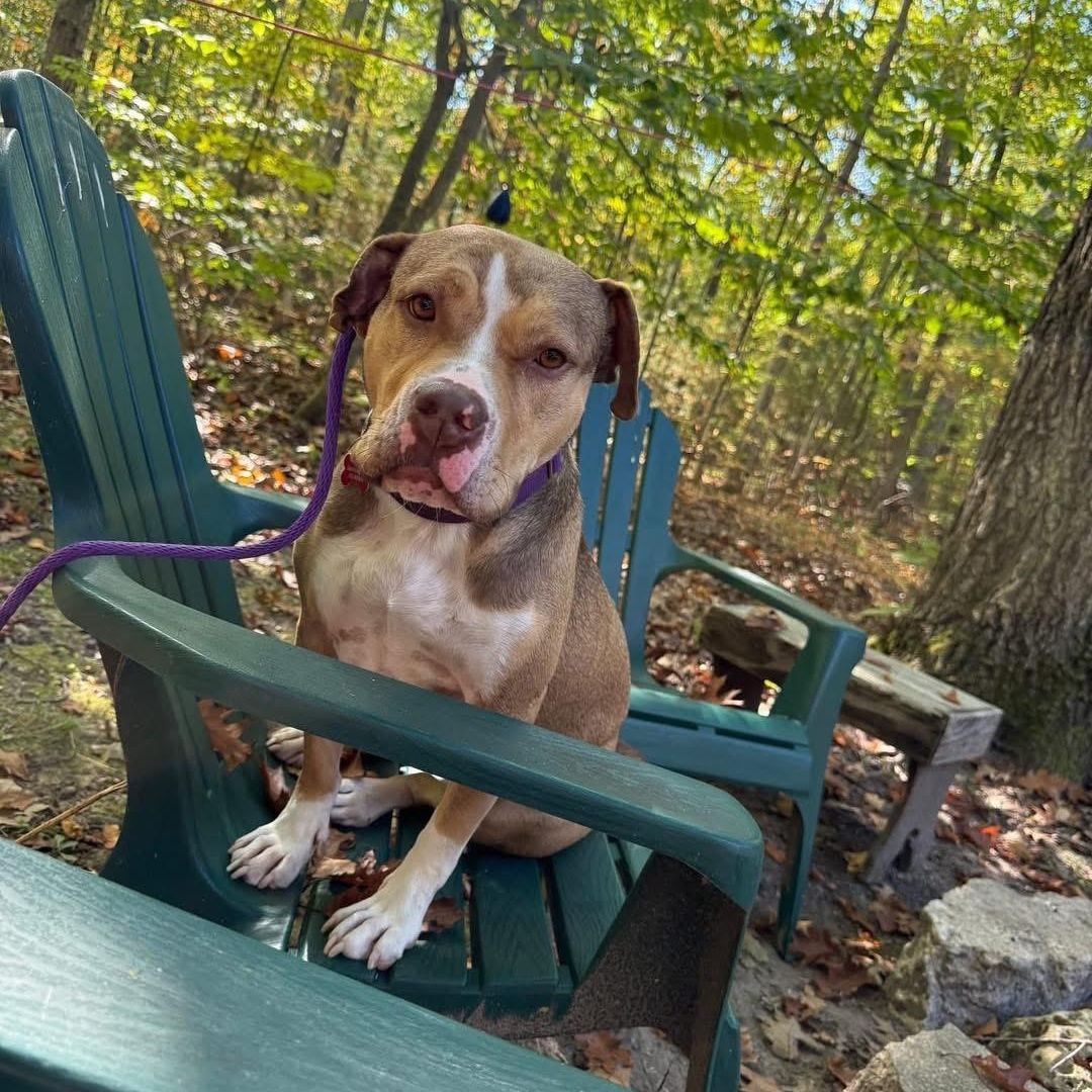 Eclipse, a Adoptable mixed breed in Detroit, MI image 6/6