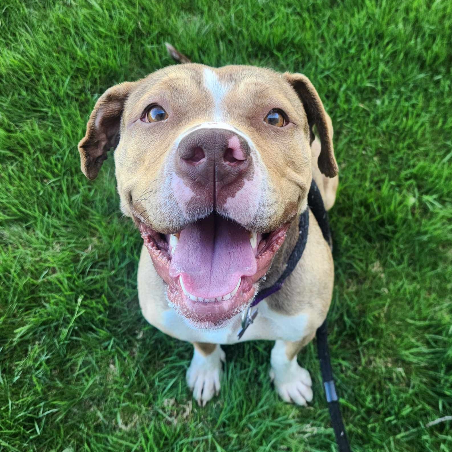 Enlarge Eclipse, a Adoptable mixed breed in Detroit, MI image 4/6