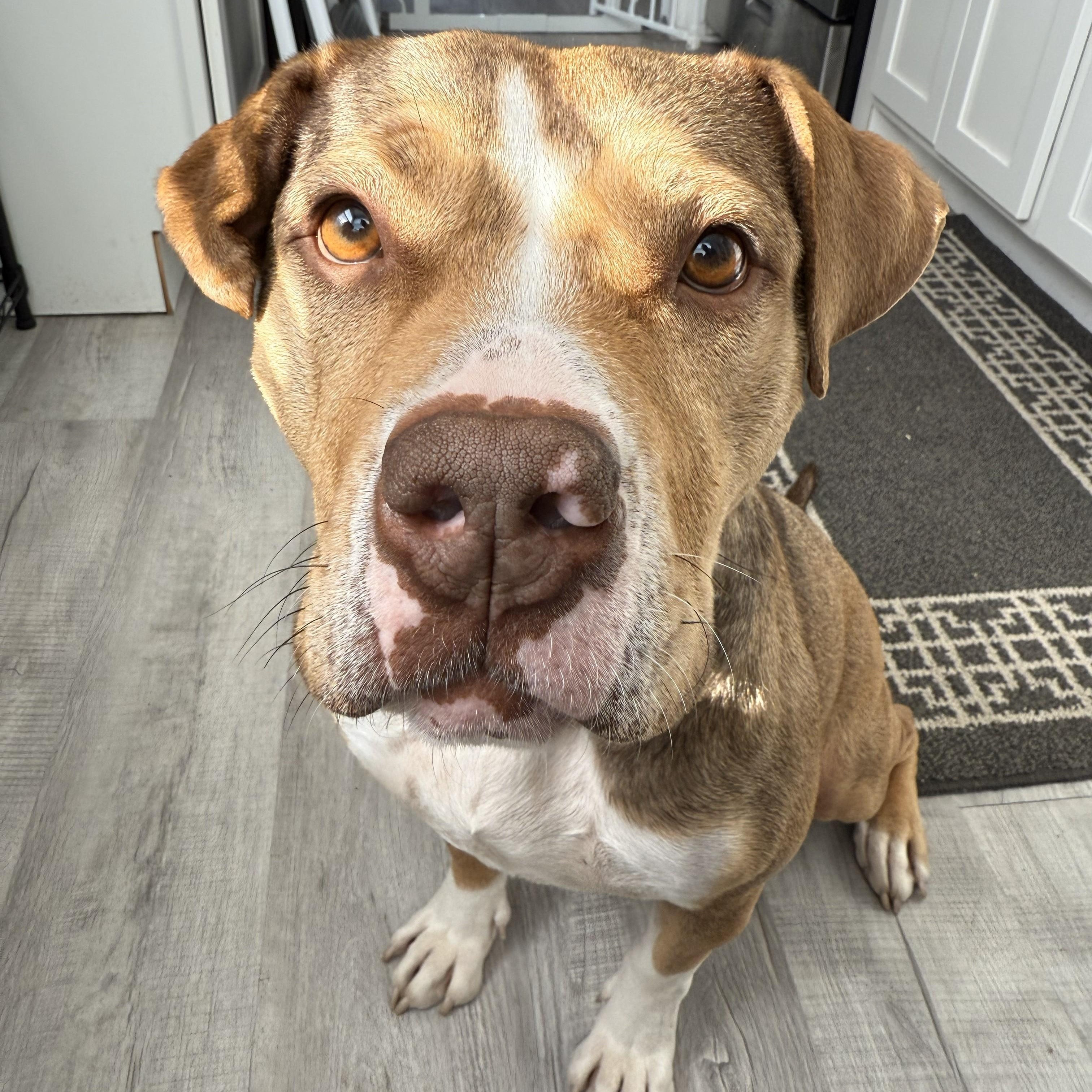 Enlarge Eclipse, a Adoptable mixed breed in Detroit, MI image 2/4