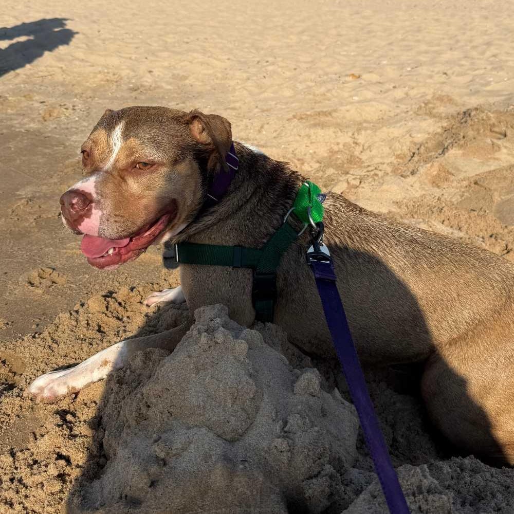 Eclipse, a Adoptable mixed breed in Detroit, MI image 5/6