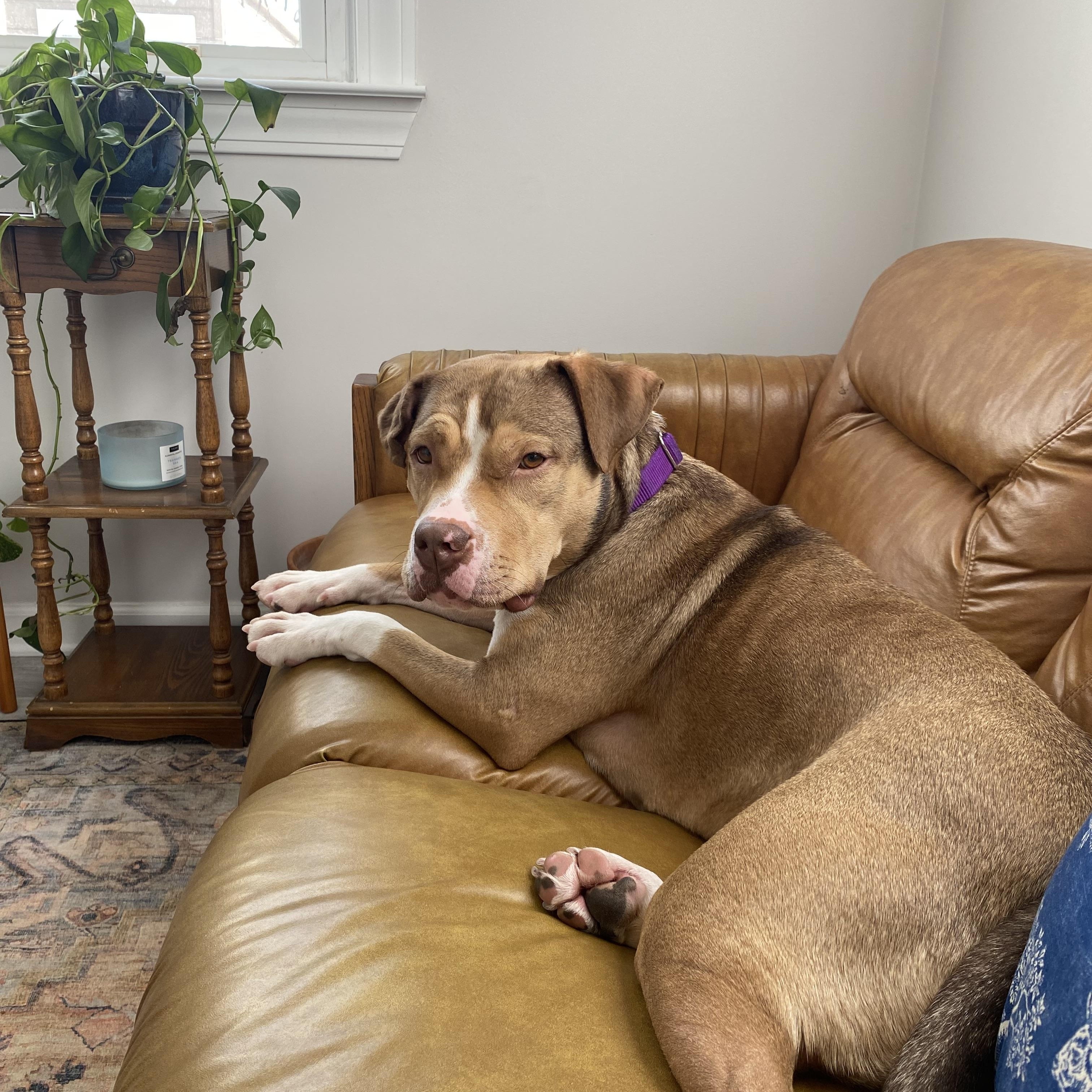 Eclipse, Adoptable, Adult Female American Bulldog & Mixed Breed.
