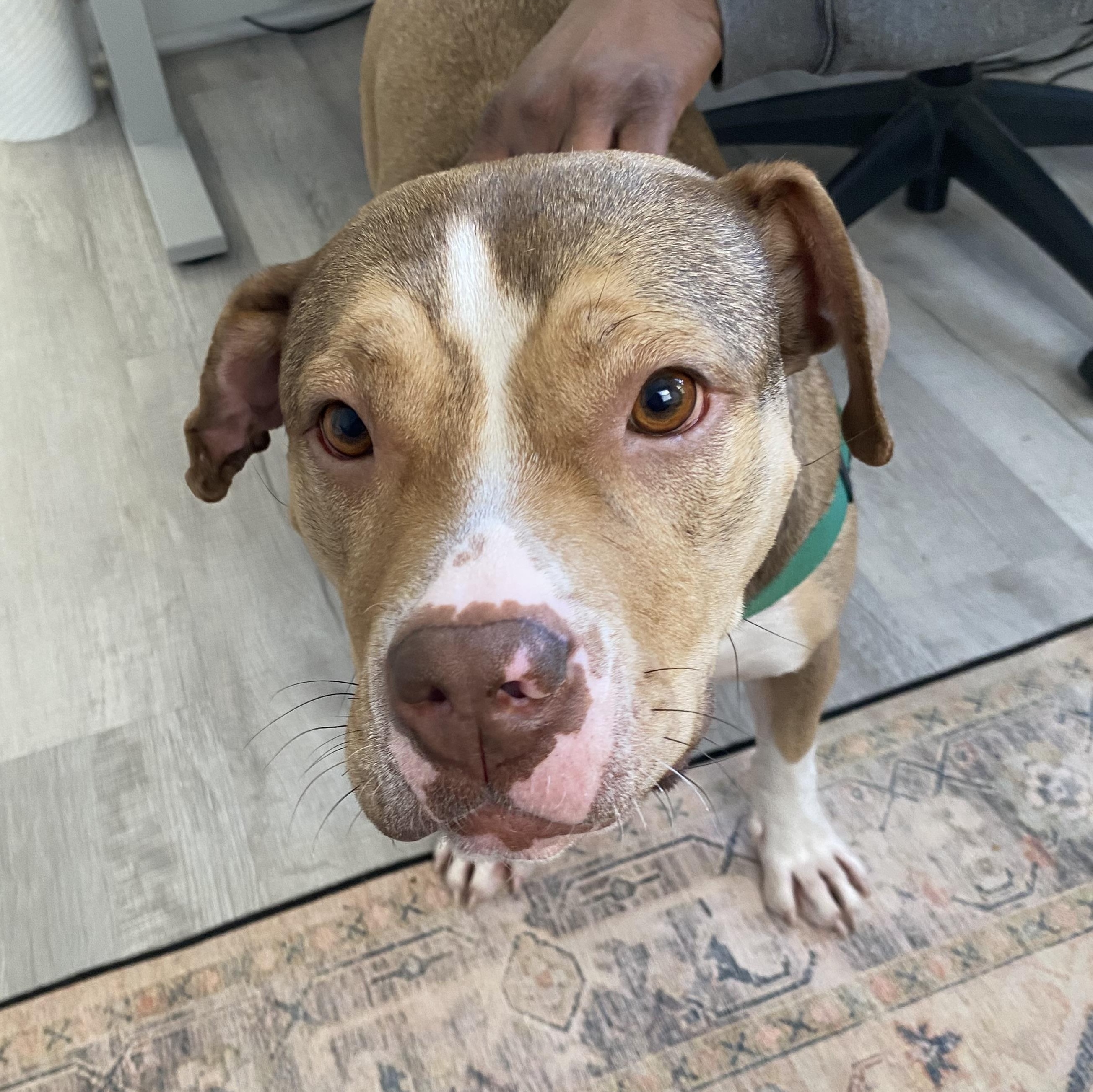 Enlarge Eclipse, a Adoptable mixed breed in Detroit, MI image 2/6