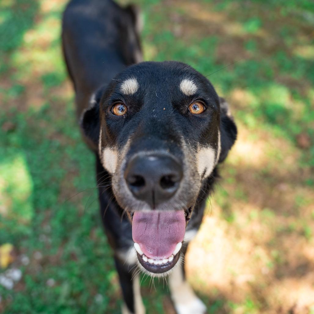 Rocky, Adoptable, Young Male Shepherd & Mixed Breed.