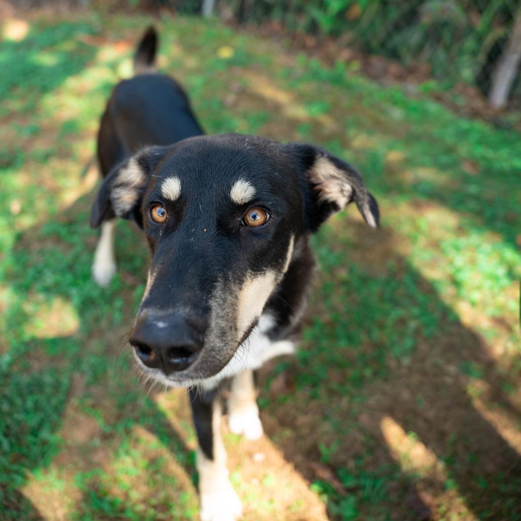 Enlarge Rocky, a Adoptable mixed breed in Gainesville, GA image 2/3
