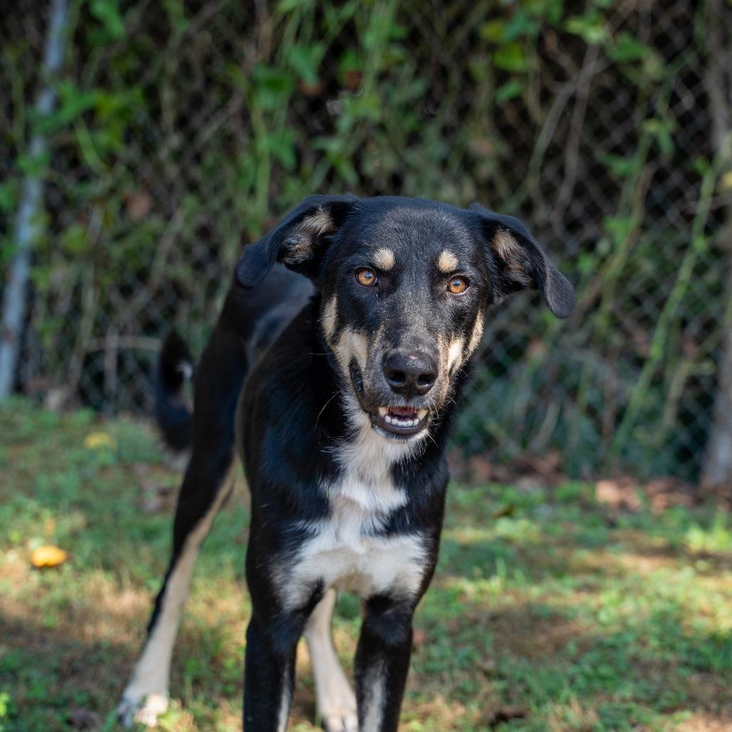 Enlarge Rocky, a Adoptable mixed breed in Gainesville, GA image 3/3