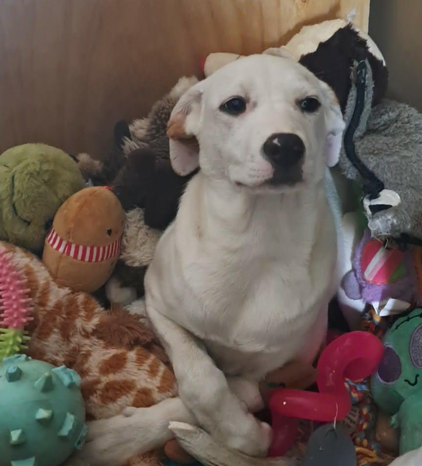 Enlarge Maddie, a ADOPTABLE Mixed Breed in Grand Rapids, MI image 2/2