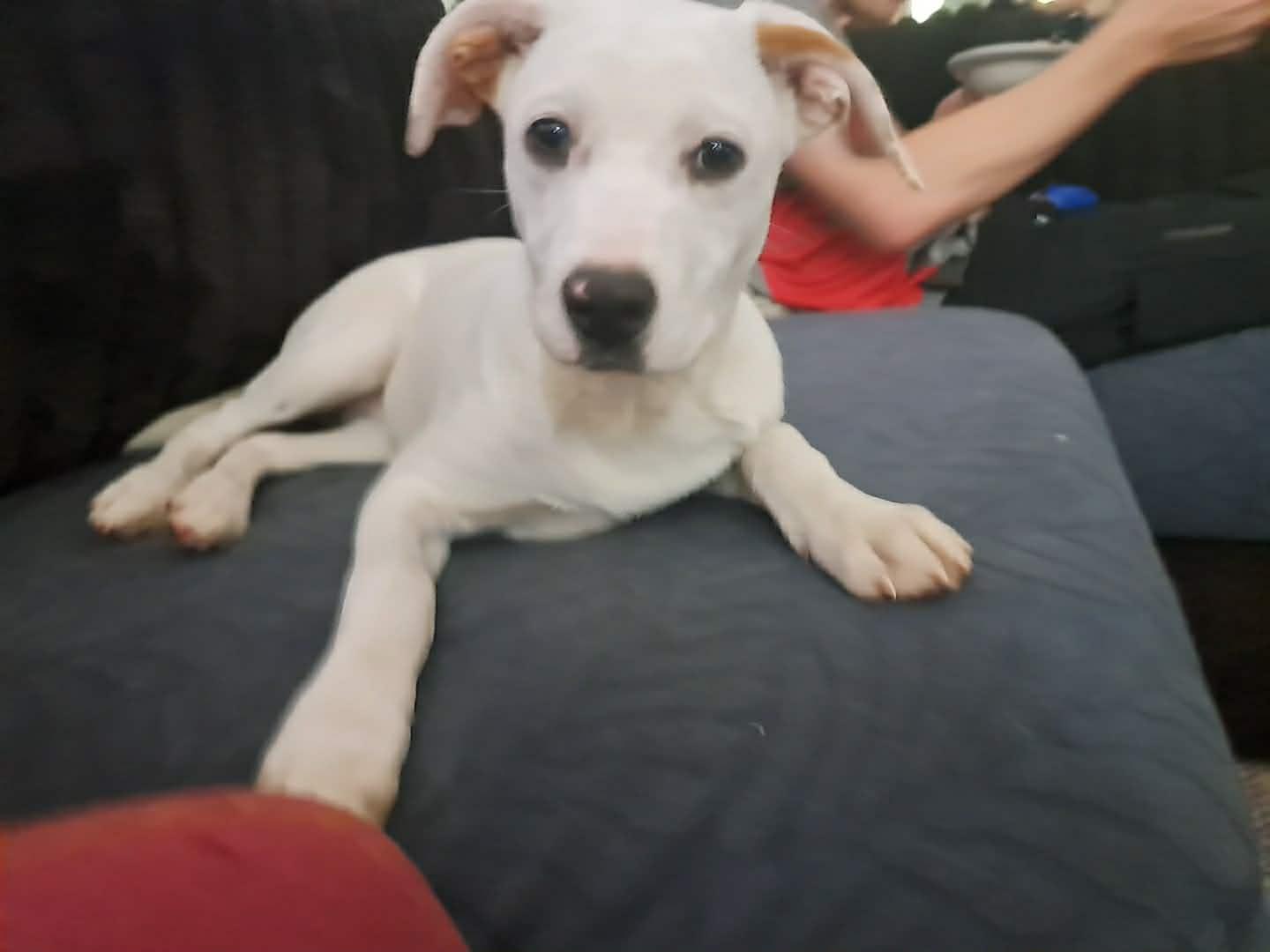 Enlarge Maddie, a ADOPTABLE Mixed Breed in Grand Rapids, MI image 1/2