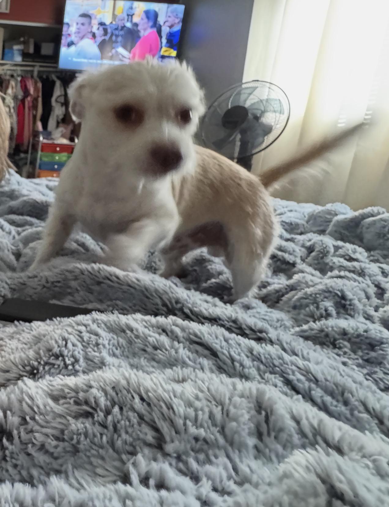 Coco, an adopted mixed breed in Las Vegas, NV image 2/5