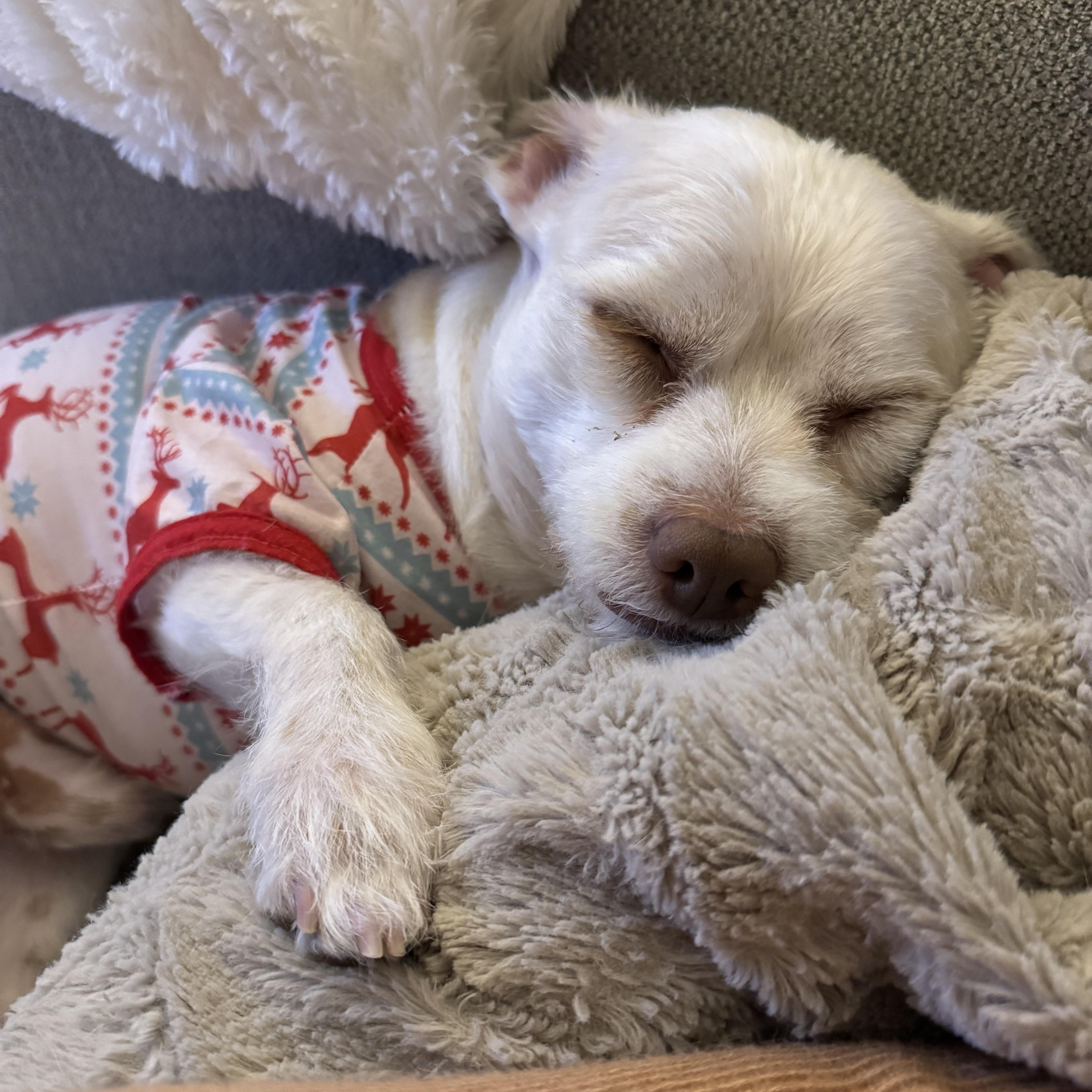Coco, an adopted mixed breed in Las Vegas, NV image 4/5