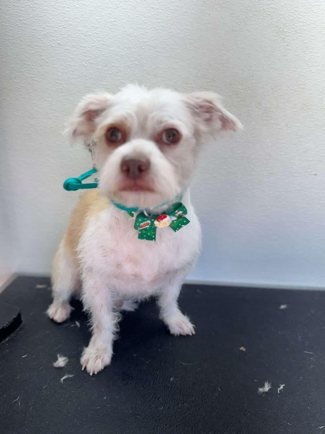 Coco, an adopted mixed breed in Las Vegas, NV image 5/5