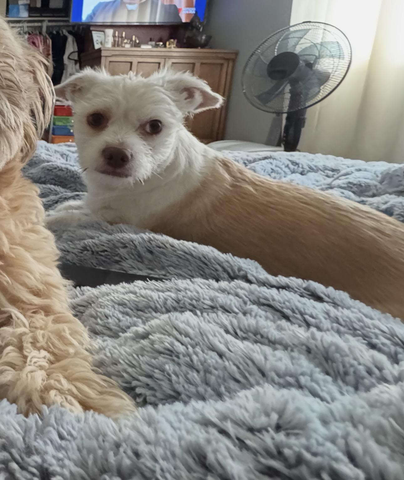 Coco, adopted, Young Male Poodle.