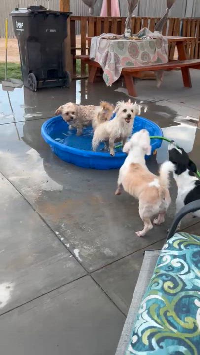 Enlarge Coco, an adopted mixed breed in Las Vegas, NV video 3/5