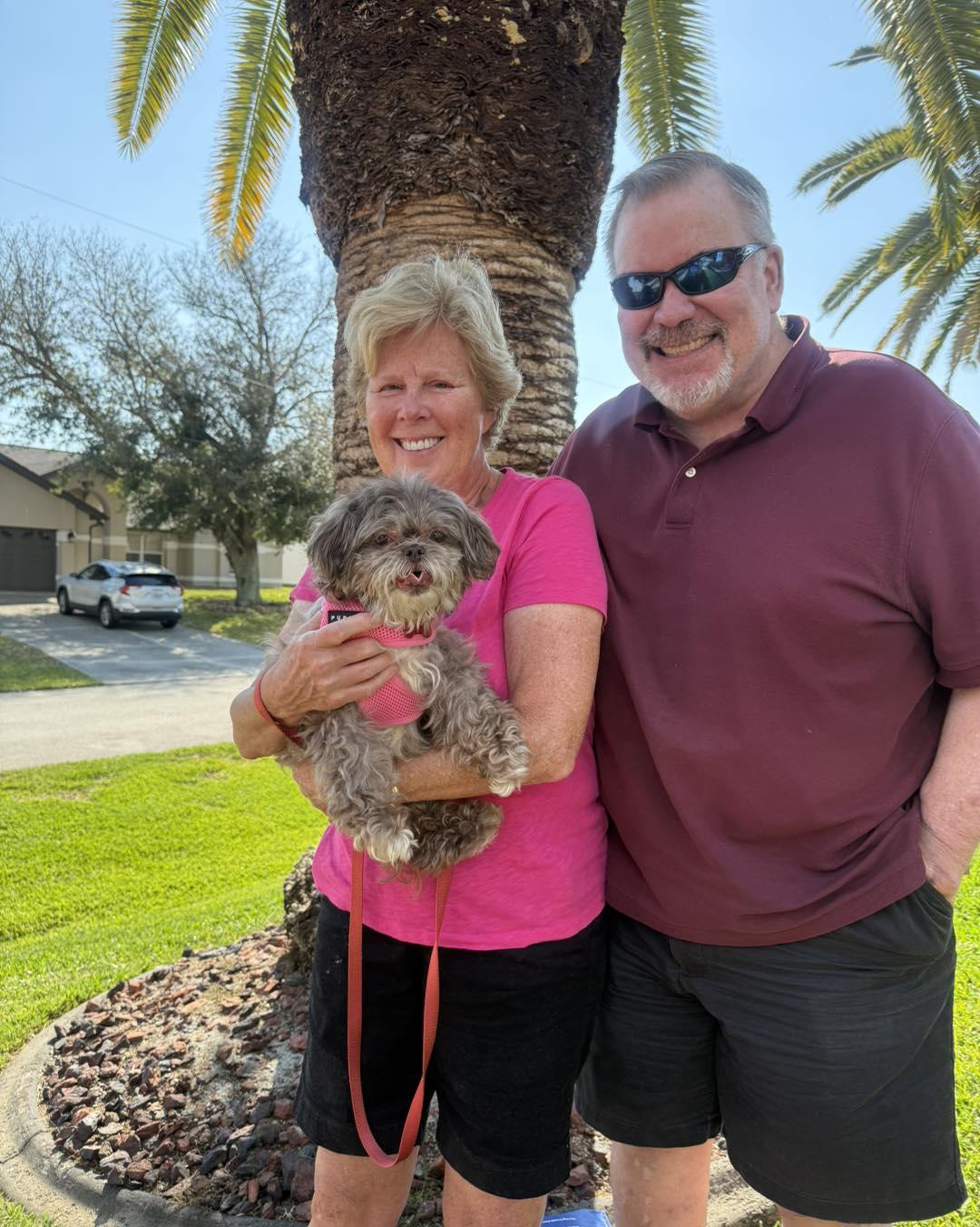 Enlarge Shatzi, a Adopted Shih Tzu in Cape Coral, FL image 1/2