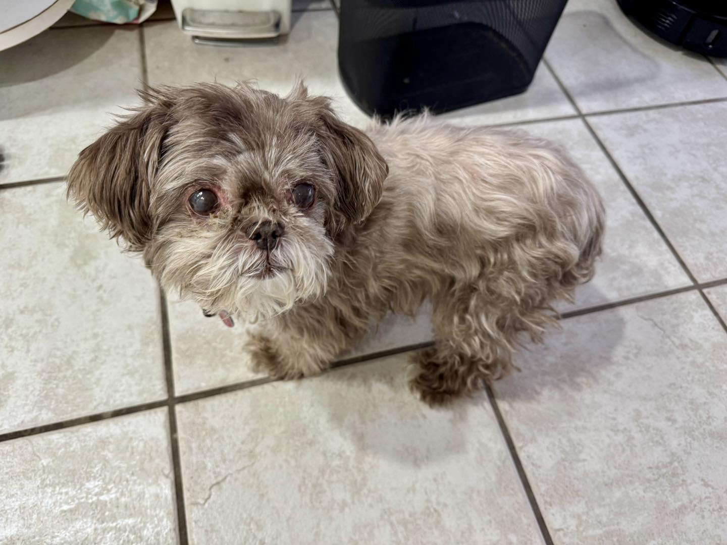 Enlarge Shatzi, a Adopted Shih Tzu in Cape Coral, FL image 2/2