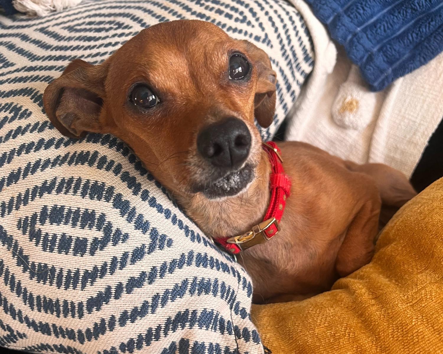 Freddy, a Adoptable mixed breed in San Antonio, TX image 1/6