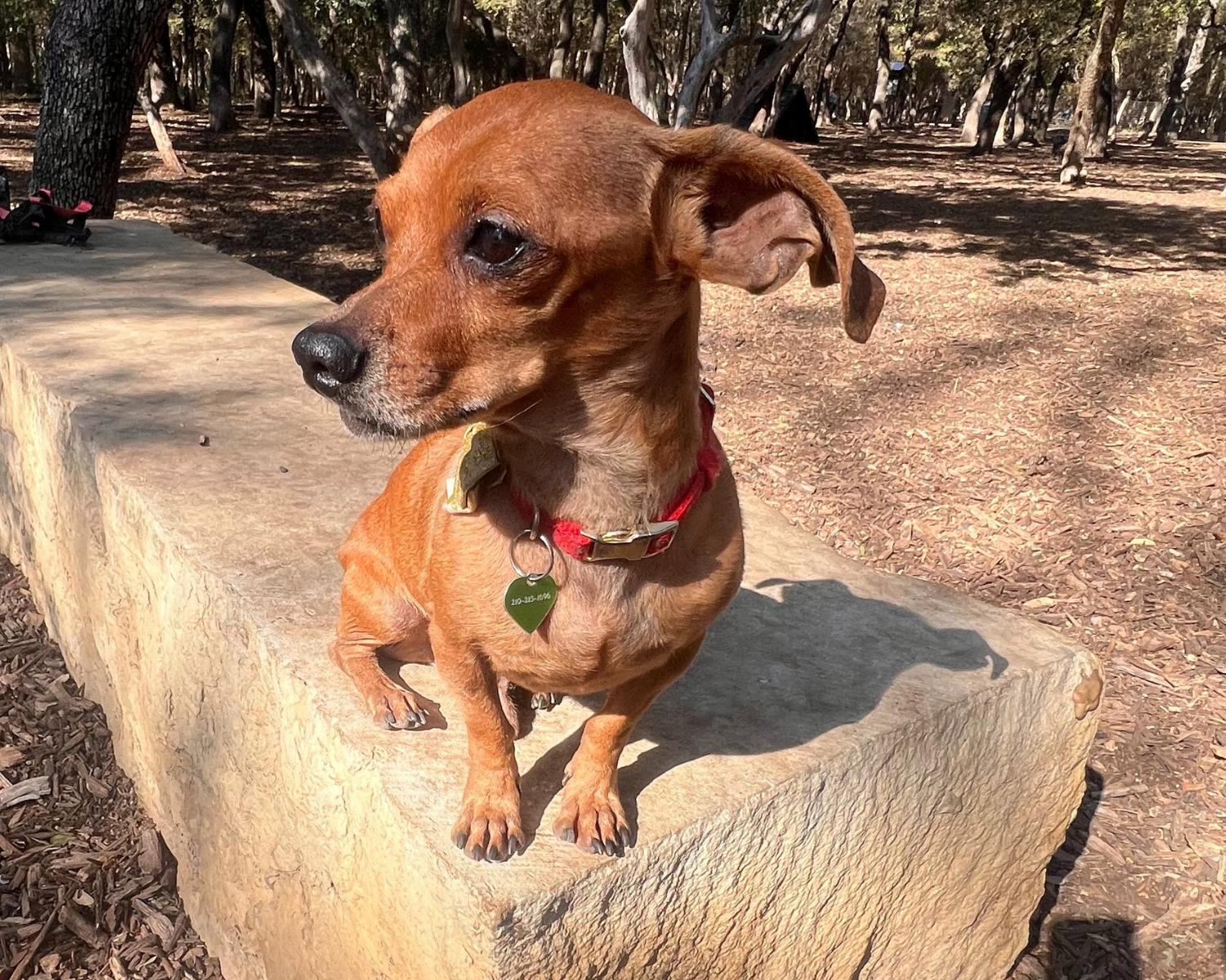 Freddy, a Adoptable mixed breed in San Antonio, TX image 2/6