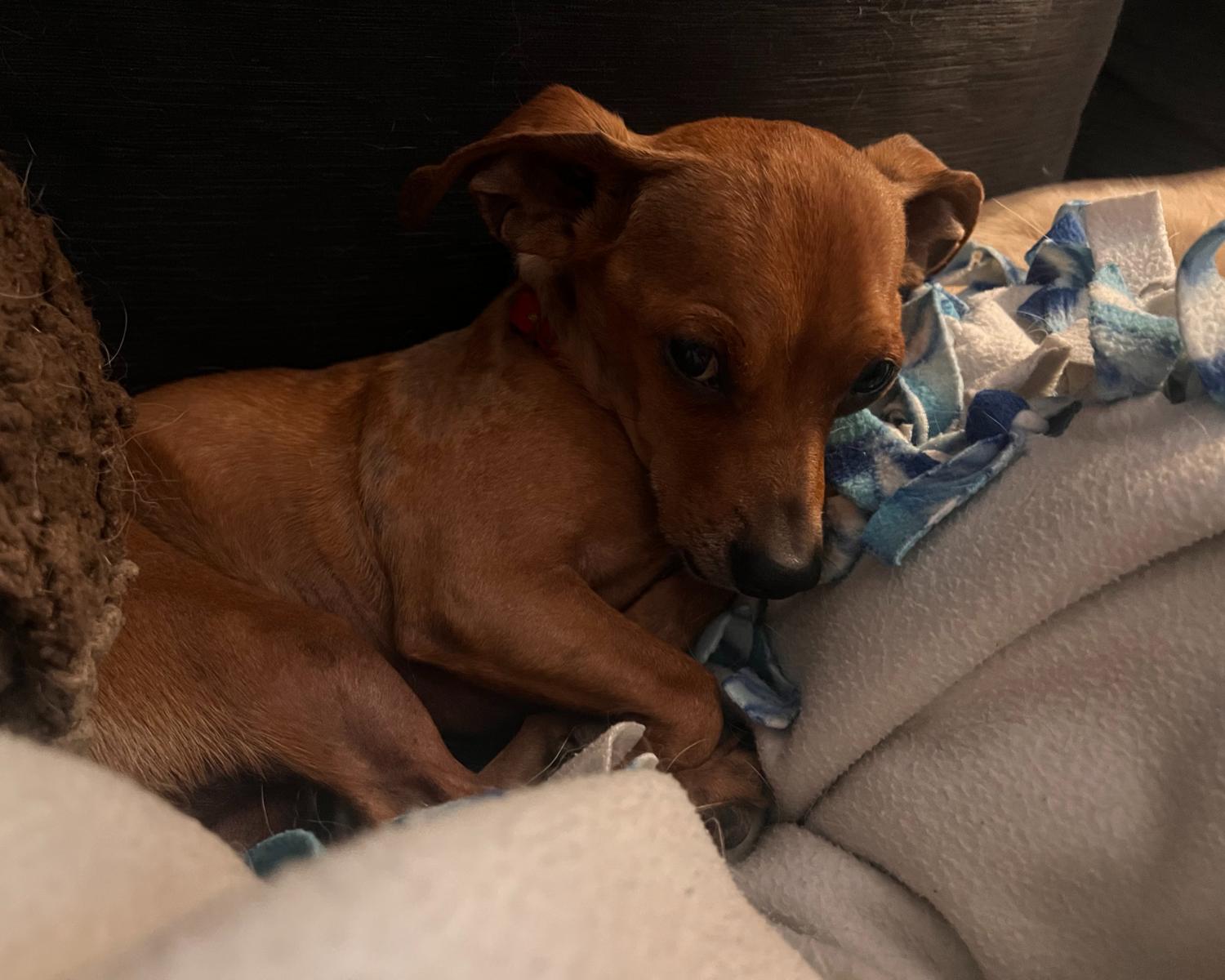 Freddy, a Adoptable mixed breed in San Antonio, TX image 3/6