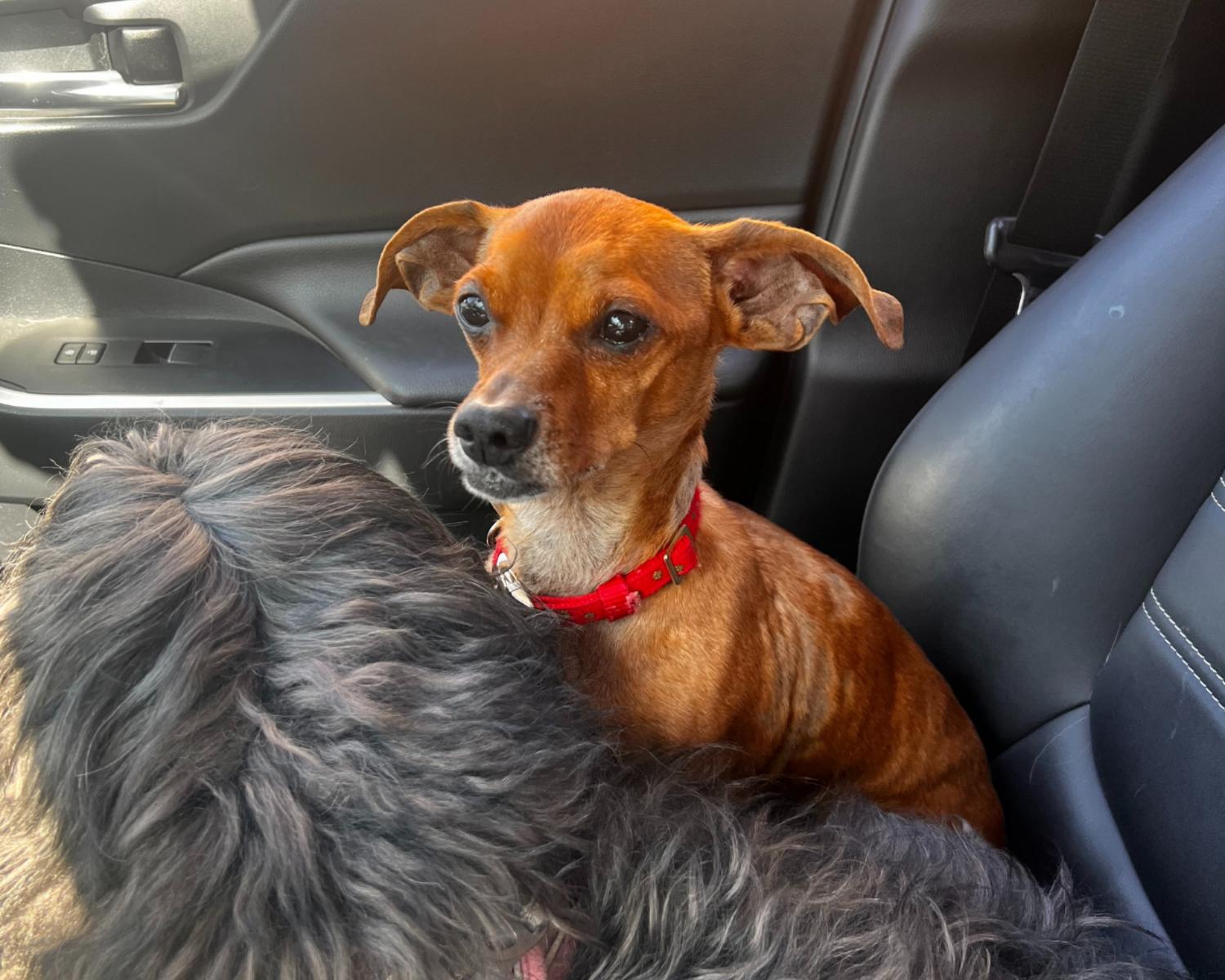 Freddy, a Adoptable mixed breed in San Antonio, TX image 4/6