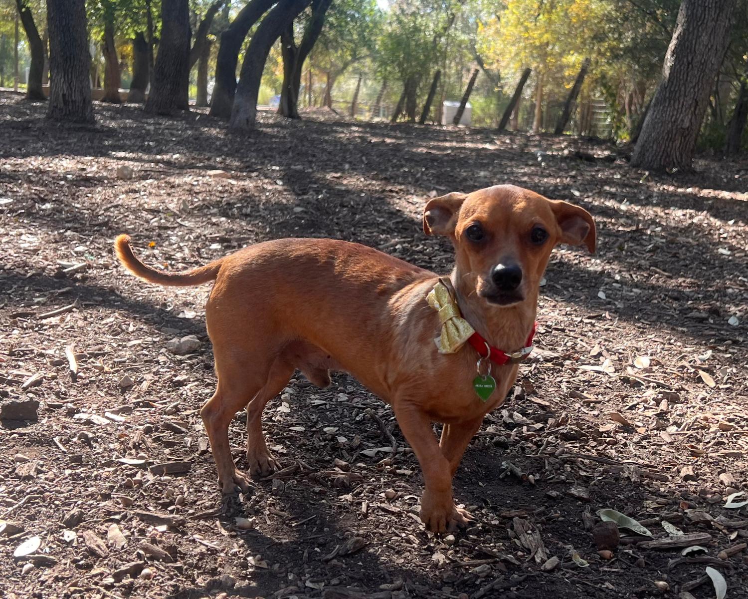Freddy, a Adoptable mixed breed in San Antonio, TX image 5/6
