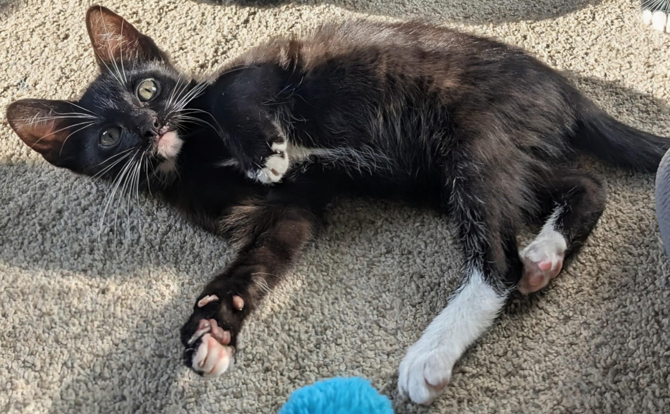 Enlarge Noel Haseman, a ADOPTABLE Domestic Short Hair in Denver, CO image 6/6