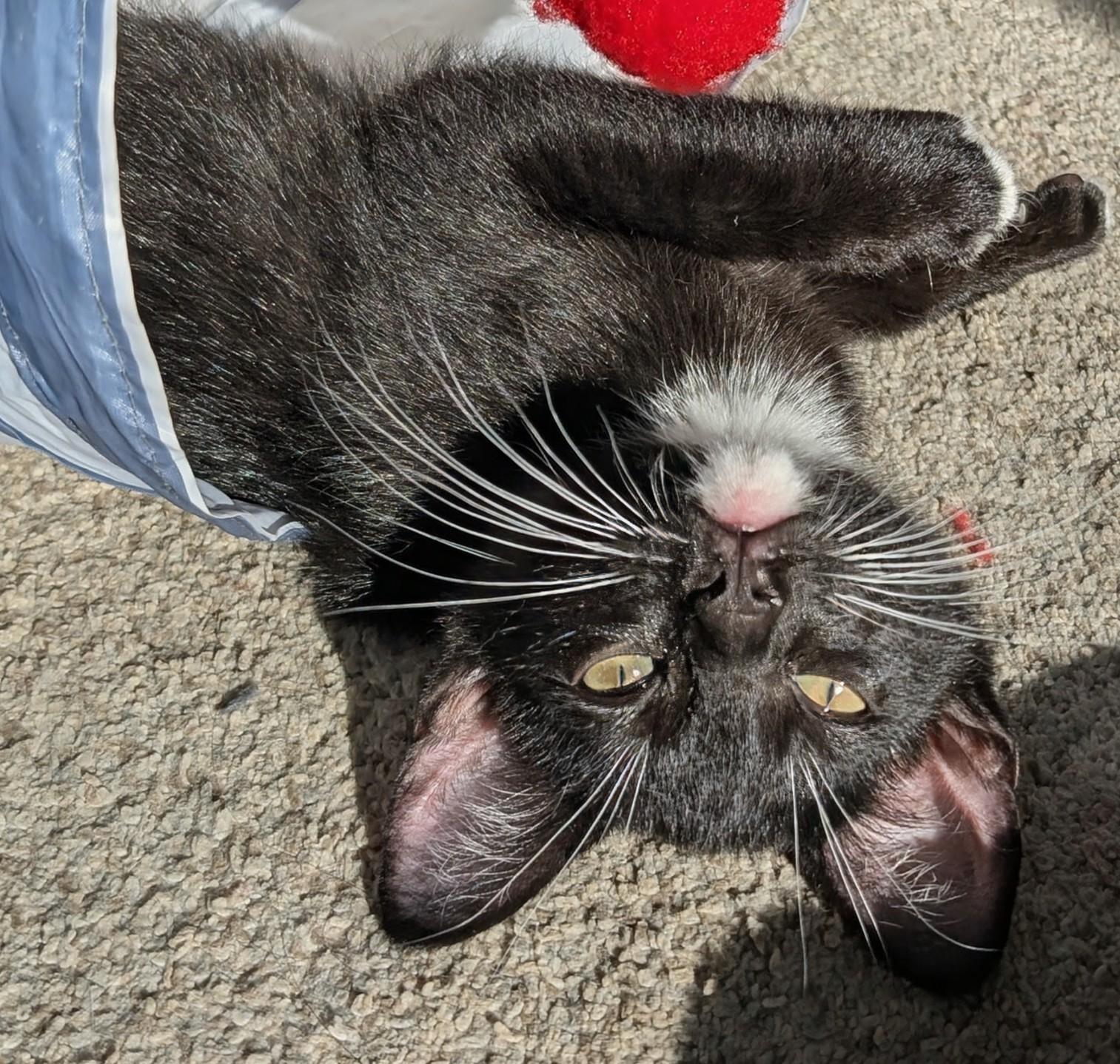 Enlarge Noel Haseman, a ADOPTABLE Domestic Short Hair in Denver, CO image 3/6