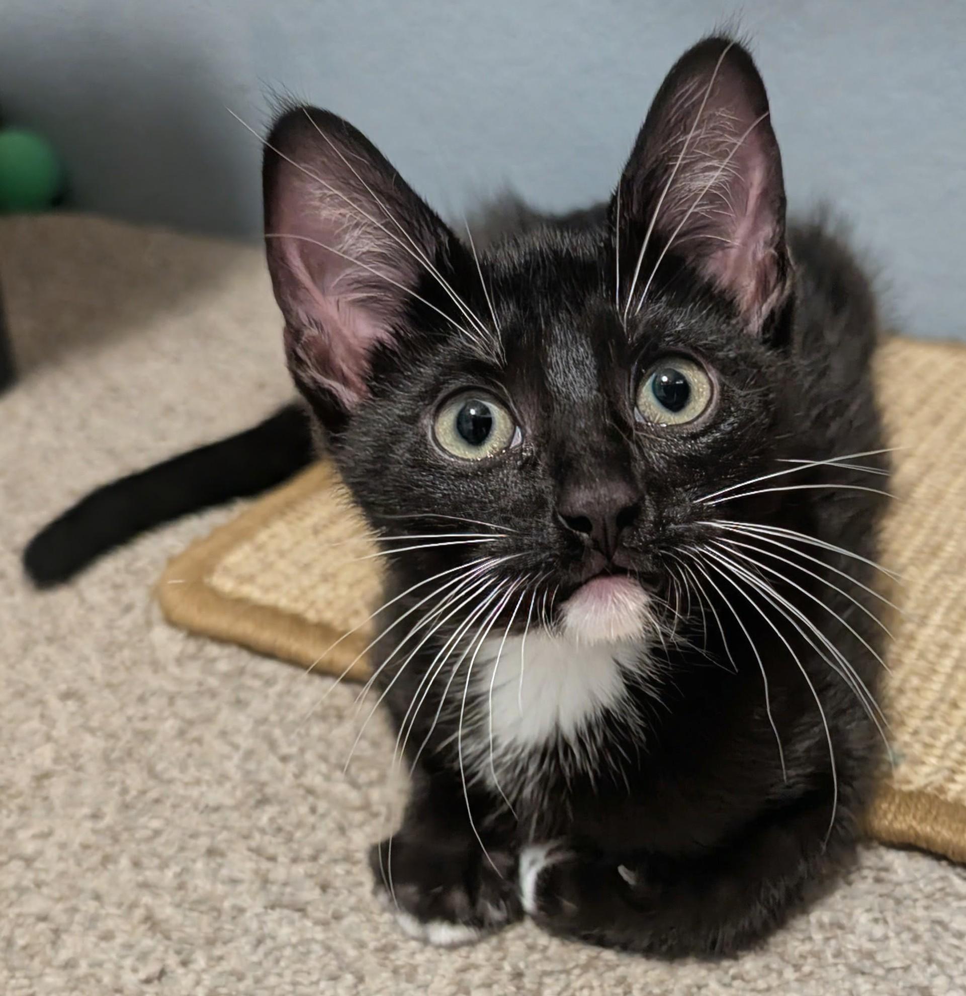 Enlarge Noel Haseman, a ADOPTABLE Domestic Short Hair in Denver, CO image 2/6