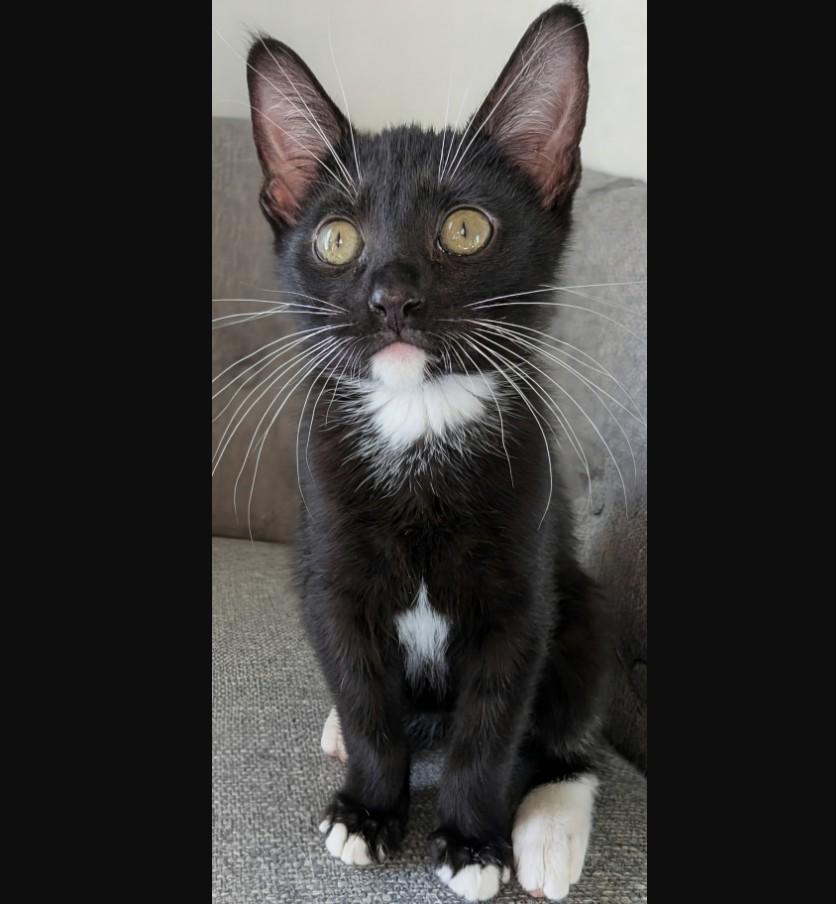 Enlarge Noel Haseman, a ADOPTABLE Domestic Short Hair in Denver, CO image 1/6