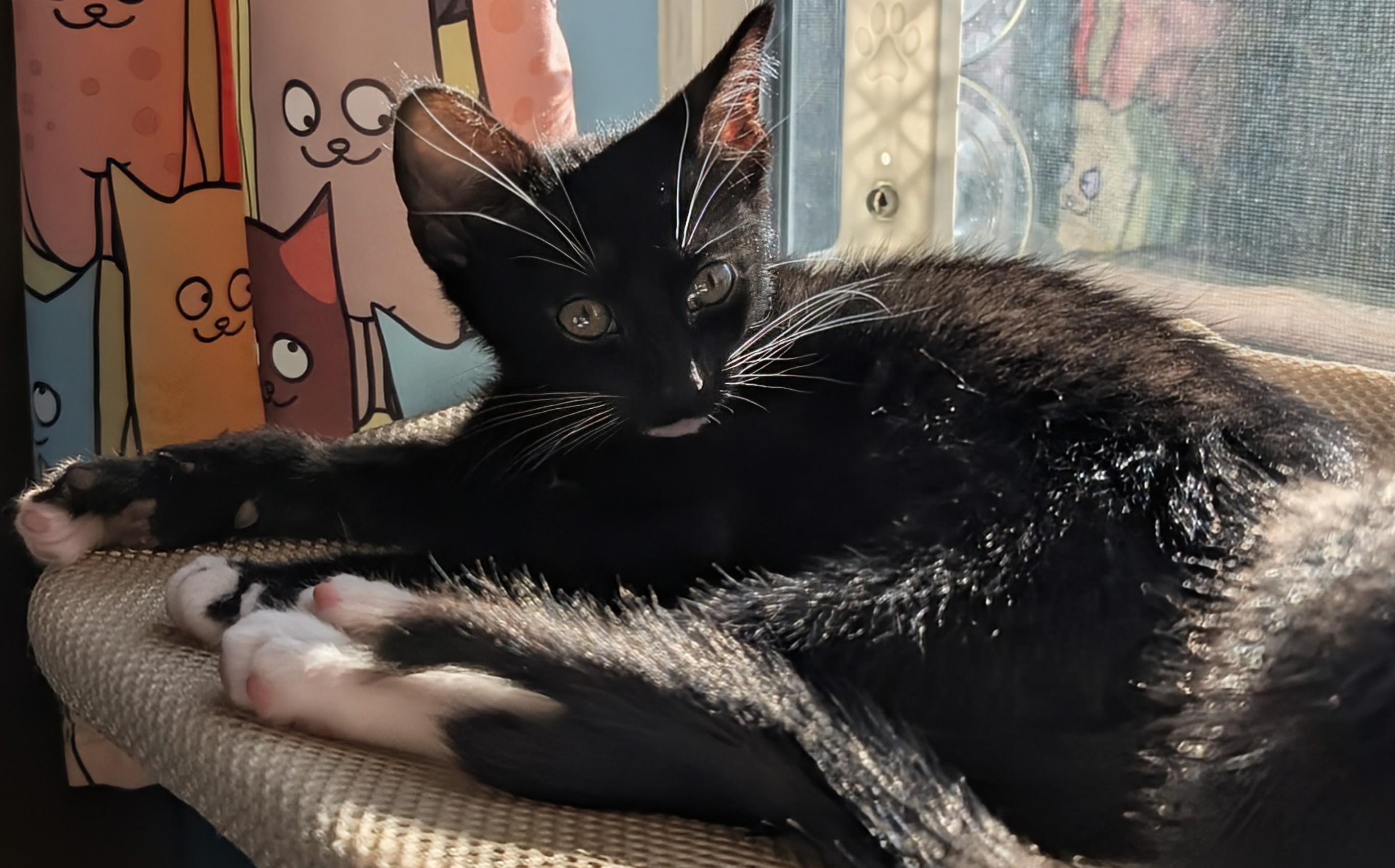 Enlarge Noel Haseman, a ADOPTABLE Domestic Short Hair in Denver, CO image 5/6