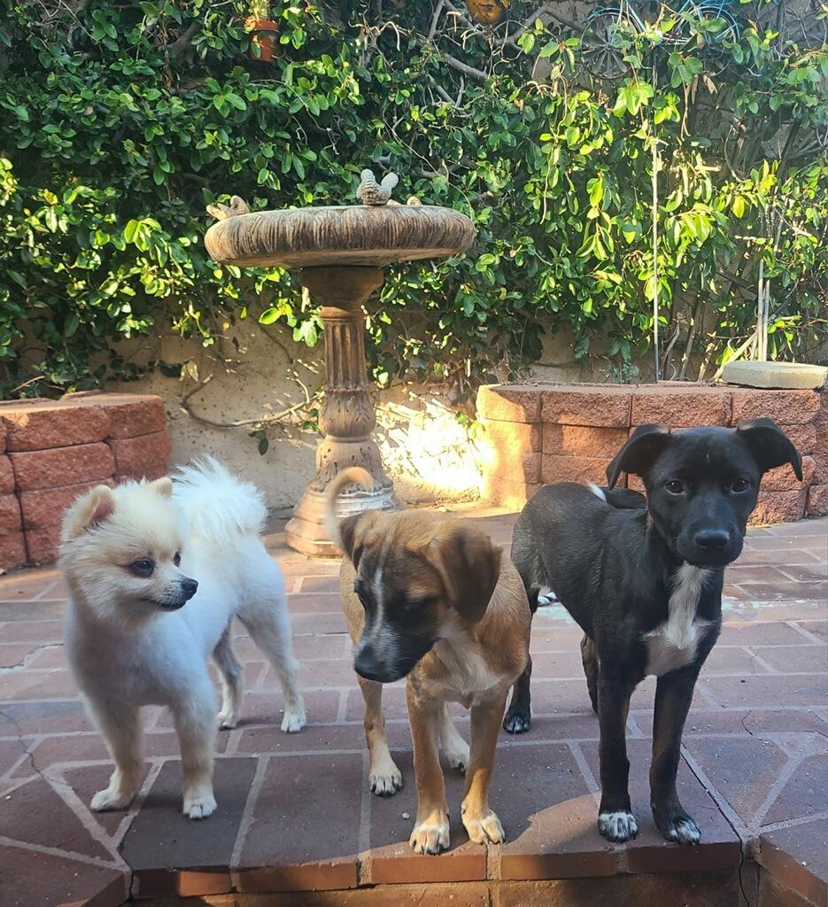 Enlarge JUNE and JILLY, a Adoptable mixed breed in Sherman Oaks, CA image 1/5