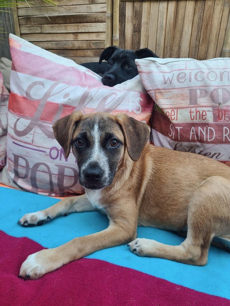 Enlarge JUNE and JILLY, a Adoptable mixed breed in Sherman Oaks, CA image 3/5