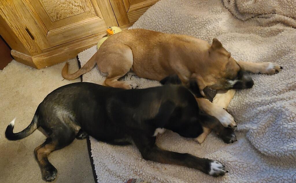 Enlarge JUNE and JILLY, a Adoptable mixed breed in Sherman Oaks, CA image 5/5