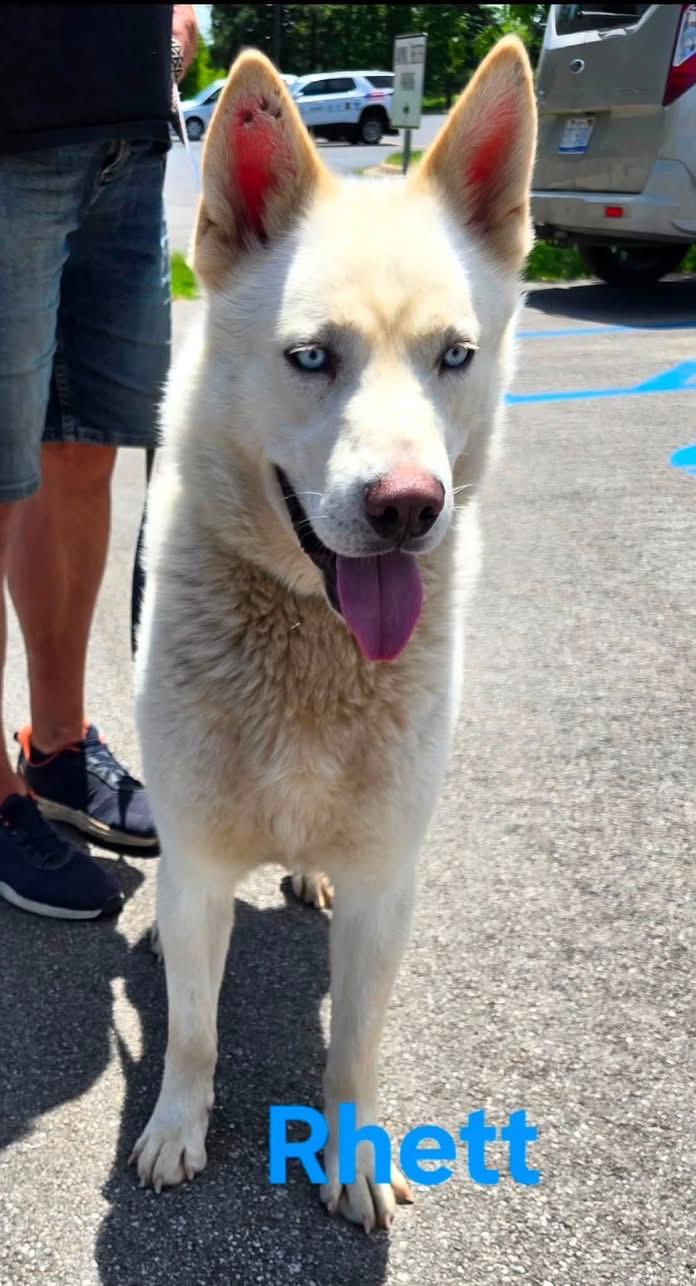 Enlarge Rhett - BONDED W/SCARLETT, a Adoptable mixed breed in Madison Heights, MI image 5/6