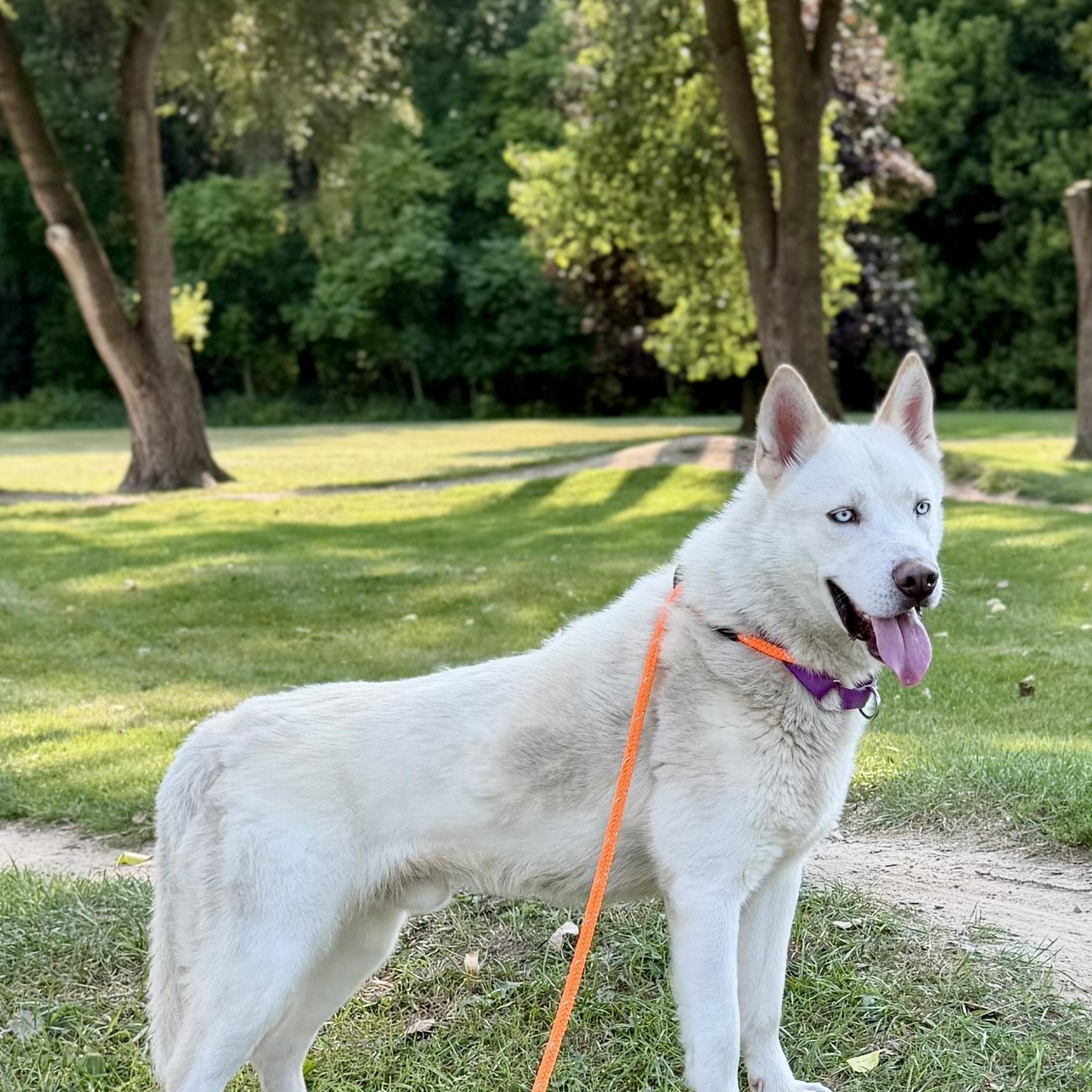 Rhett - BONDED W/SCARLETT, Adoptable, Adult Male Husky & German Shepherd Dog.