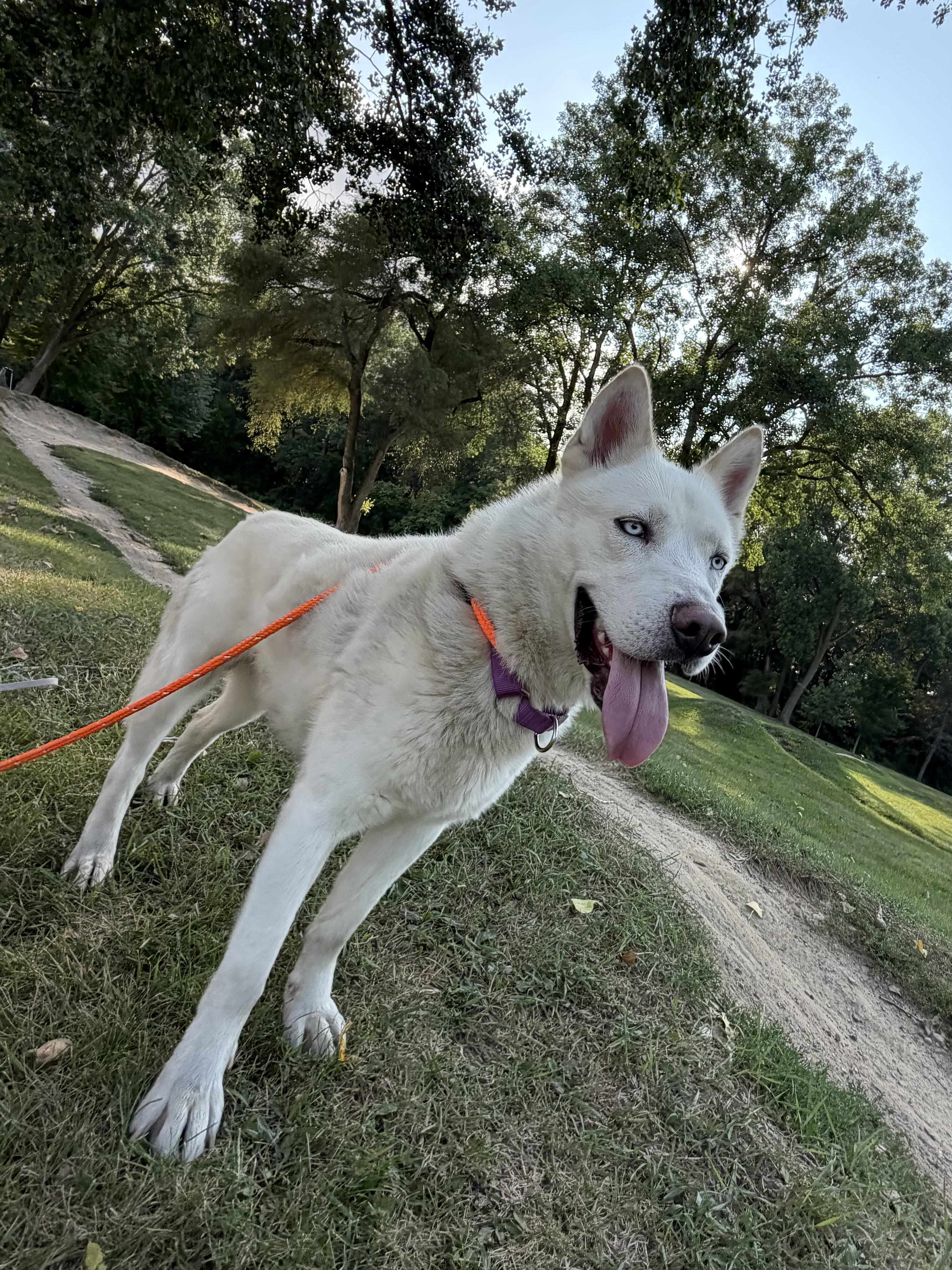 Enlarge Rhett - BONDED W/SCARLETT, a Adoptable mixed breed in Madison Heights, MI image 4/6