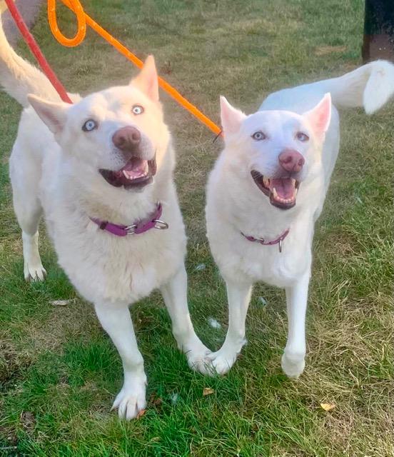 Enlarge Rhett - BONDED W/SCARLETT, a Adoptable mixed breed in Madison Heights, MI image 6/6