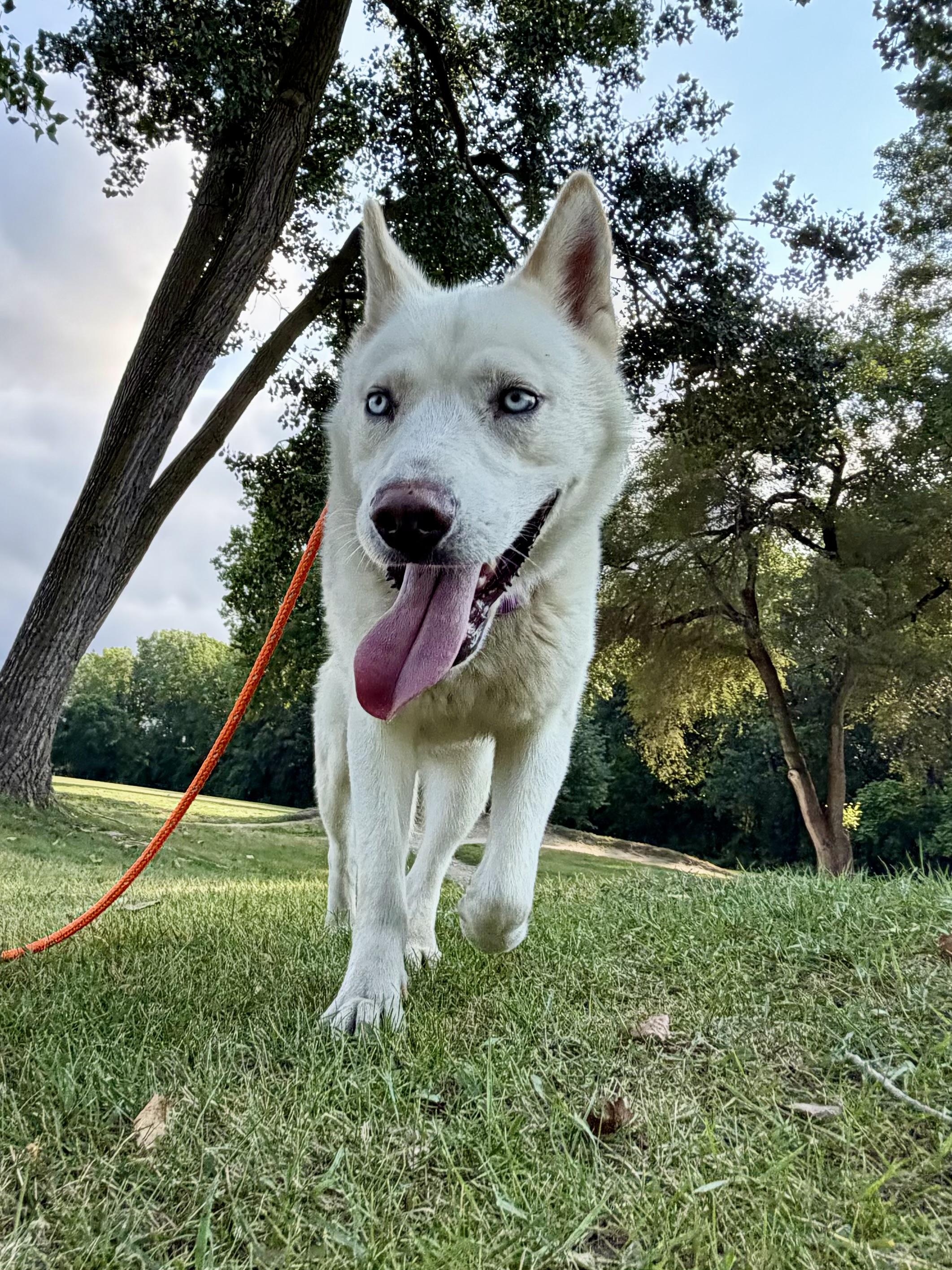 Enlarge Rhett - BONDED W/SCARLETT, a Adoptable mixed breed in Madison Heights, MI image 2/6