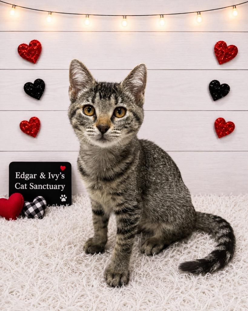 Rosemary, Adoptable, Kitten Female Domestic Short Hair.