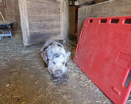 Pumba, Adoptable, Adult Male Pig & Pig.