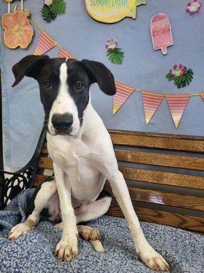 Enlarge Olive, a Adoptable mixed breed in Grove, OK image 1/1