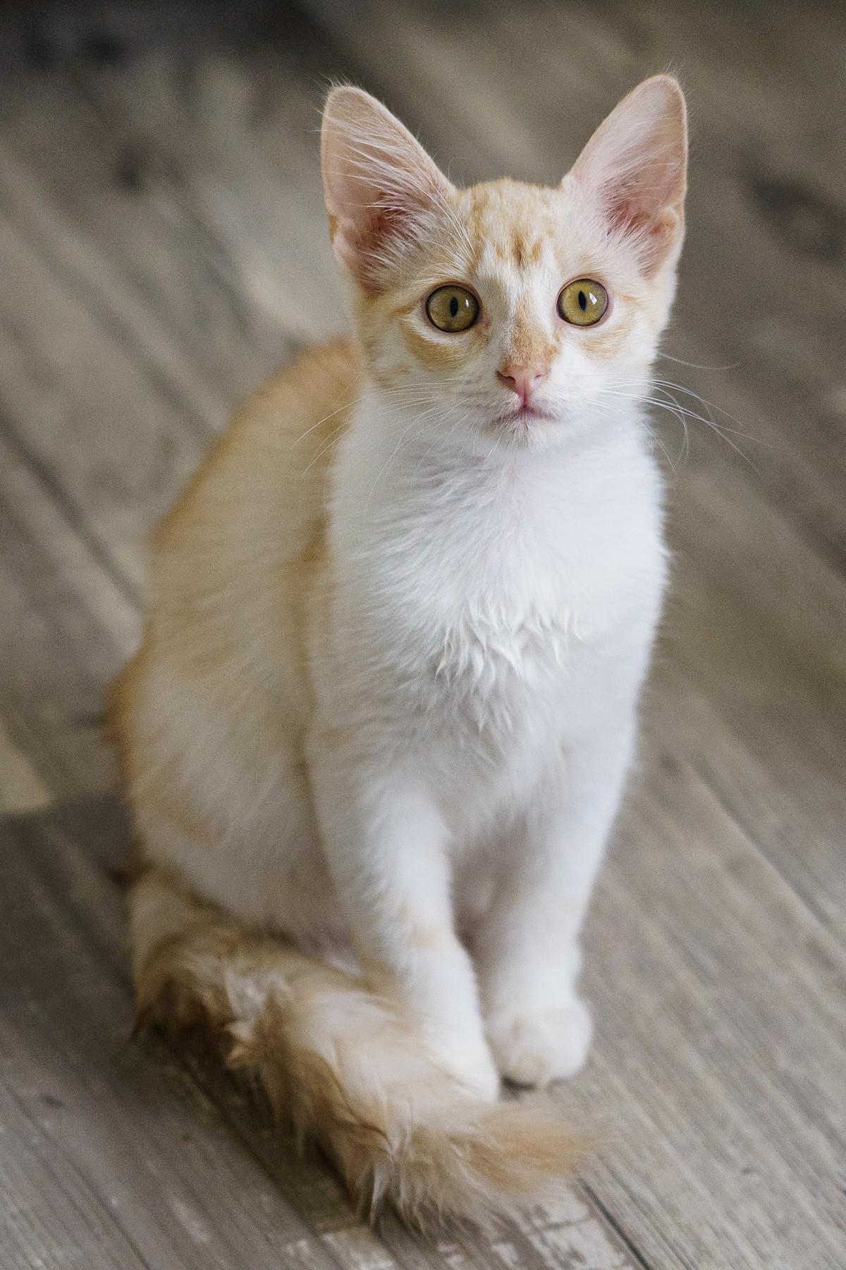 Ember, ADOPTABLE, Kitten Female Domestic Medium Hair & Tabby.