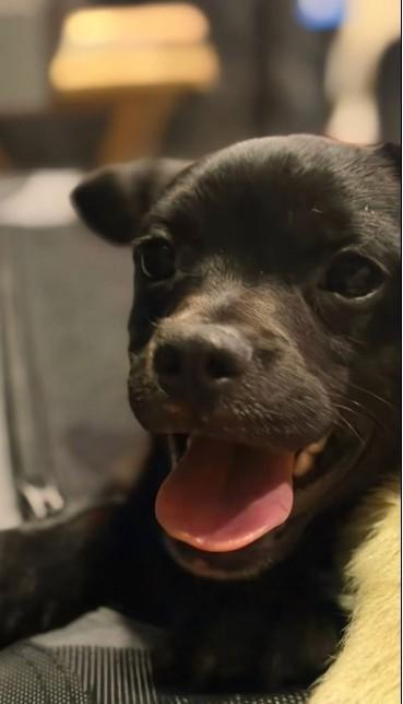 BINGO, Adoptable, Young Male Chihuahua.